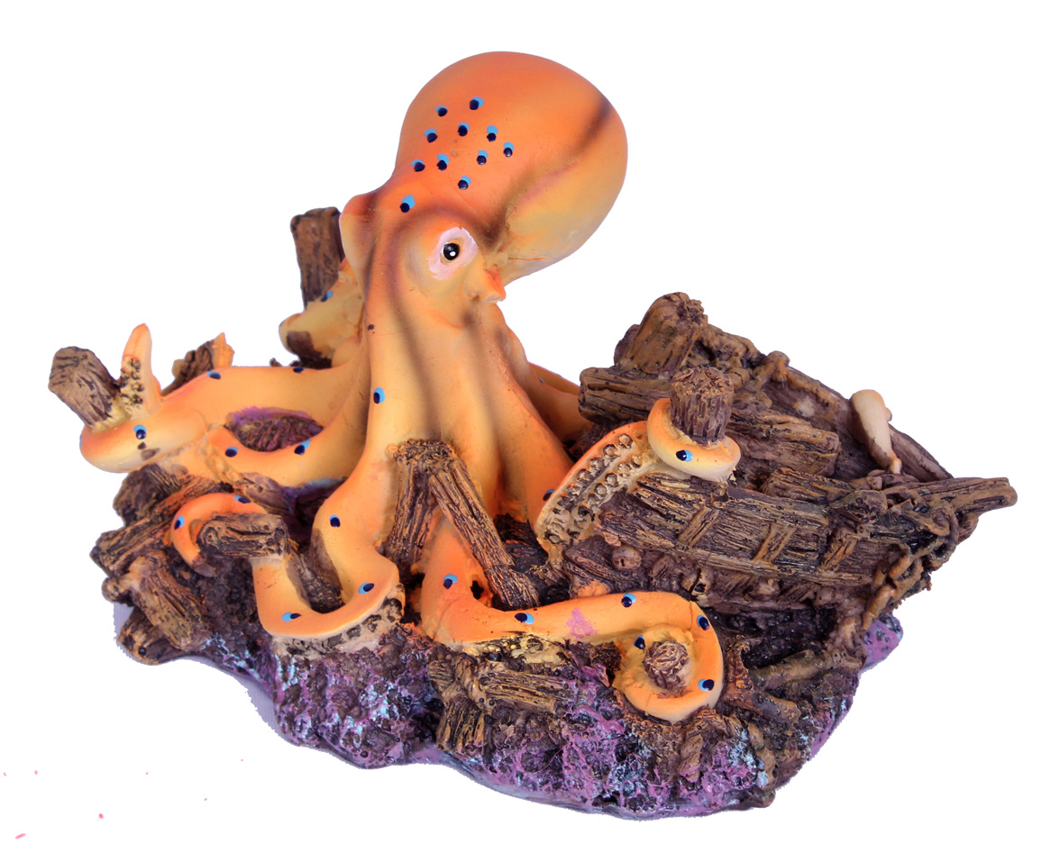 OCTOPUS ON ROCK