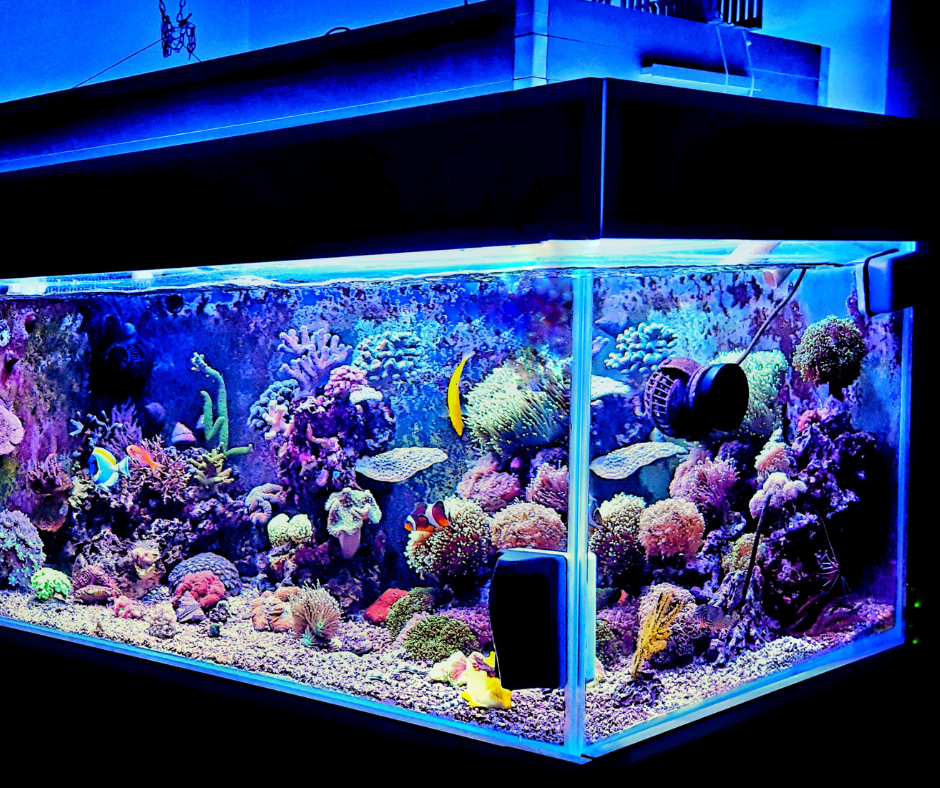 Aquarium 3